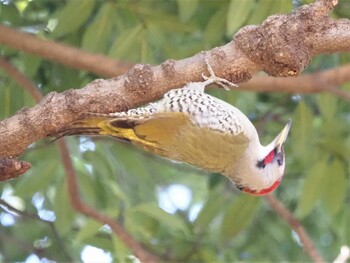 アオゲラ こども自然公園 (大池公園/横浜市) 2022年1月3日(月)