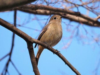 ジョウビタキ こども自然公園 (大池公園/横浜市) 2022年1月3日(月)