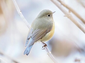 ルリビタキ こども自然公園 (大池公園/横浜市) 2022年1月3日(月)