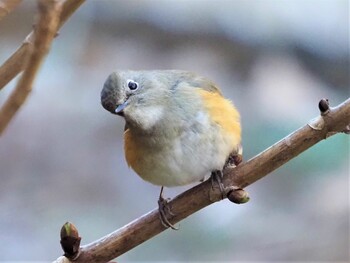 ルリビタキ こども自然公園 (大池公園/横浜市) 2022年1月3日(月)