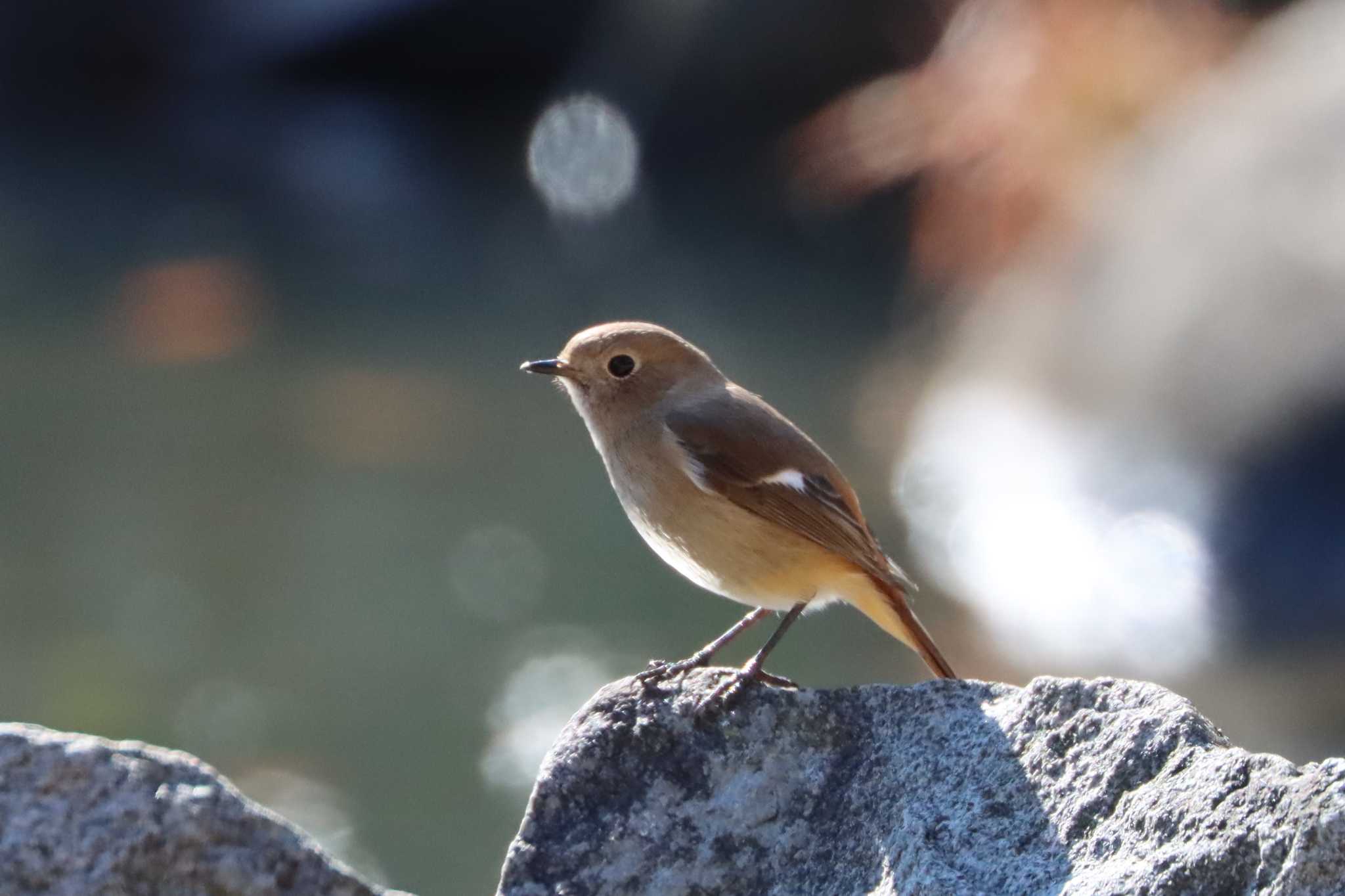 こども自然公園 (大池公園/横浜市) ジョウビタキの写真 by ぼぼぼ