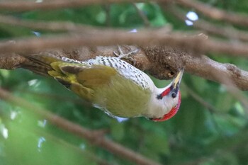 2022年1月3日(月) こども自然公園 (大池公園/横浜市)の野鳥観察記録