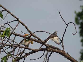 White Wagtail Shinjuku Gyoen National Garden Thu, 6/29/2017