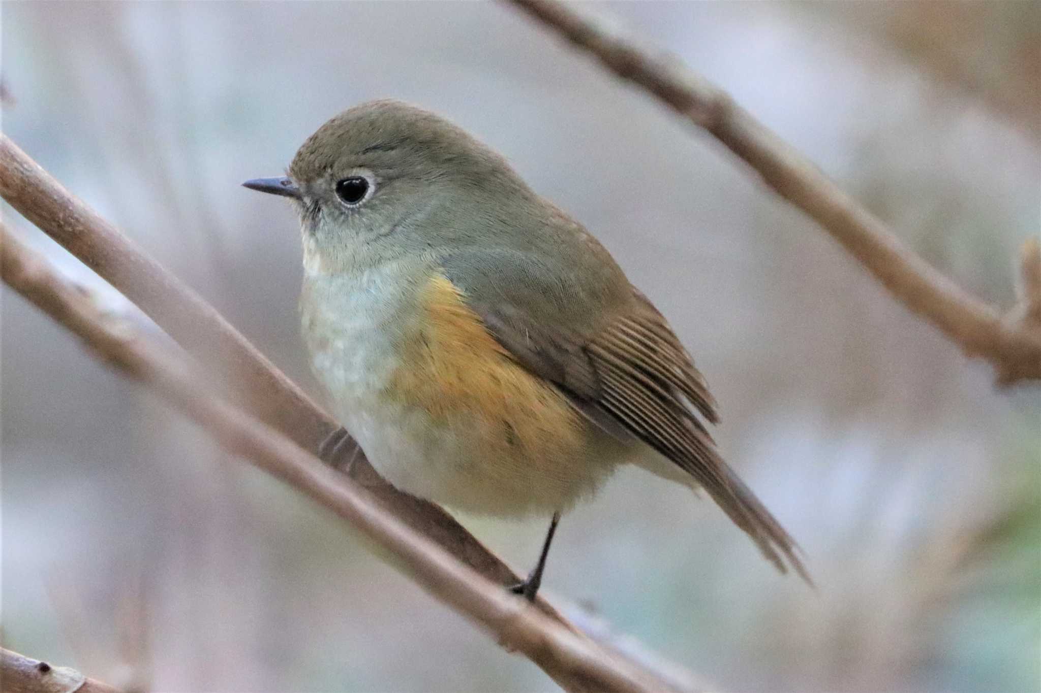 こども自然公園 (大池公園/横浜市) ルリビタキの写真 by ぼぼぼ