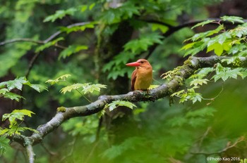 Ruddy Kingfisher 十二湖(青森県深浦町) Sat, 6/18/2016