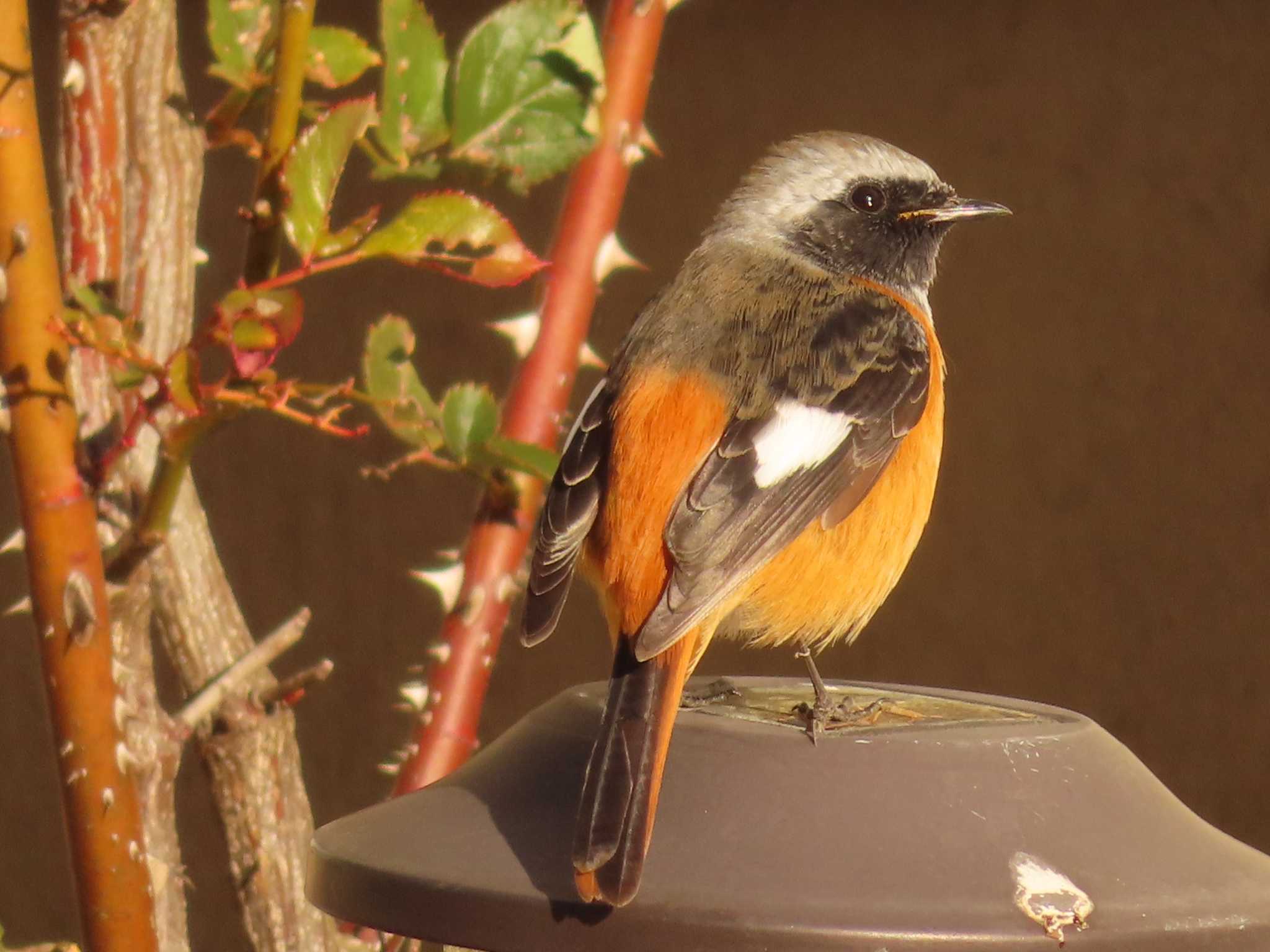 Photo of Daurian Redstart at 城沼 by ゆ