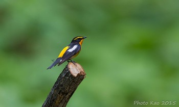 Narcissus Flycatcher 奥羽州湖 Mon, 5/18/2015