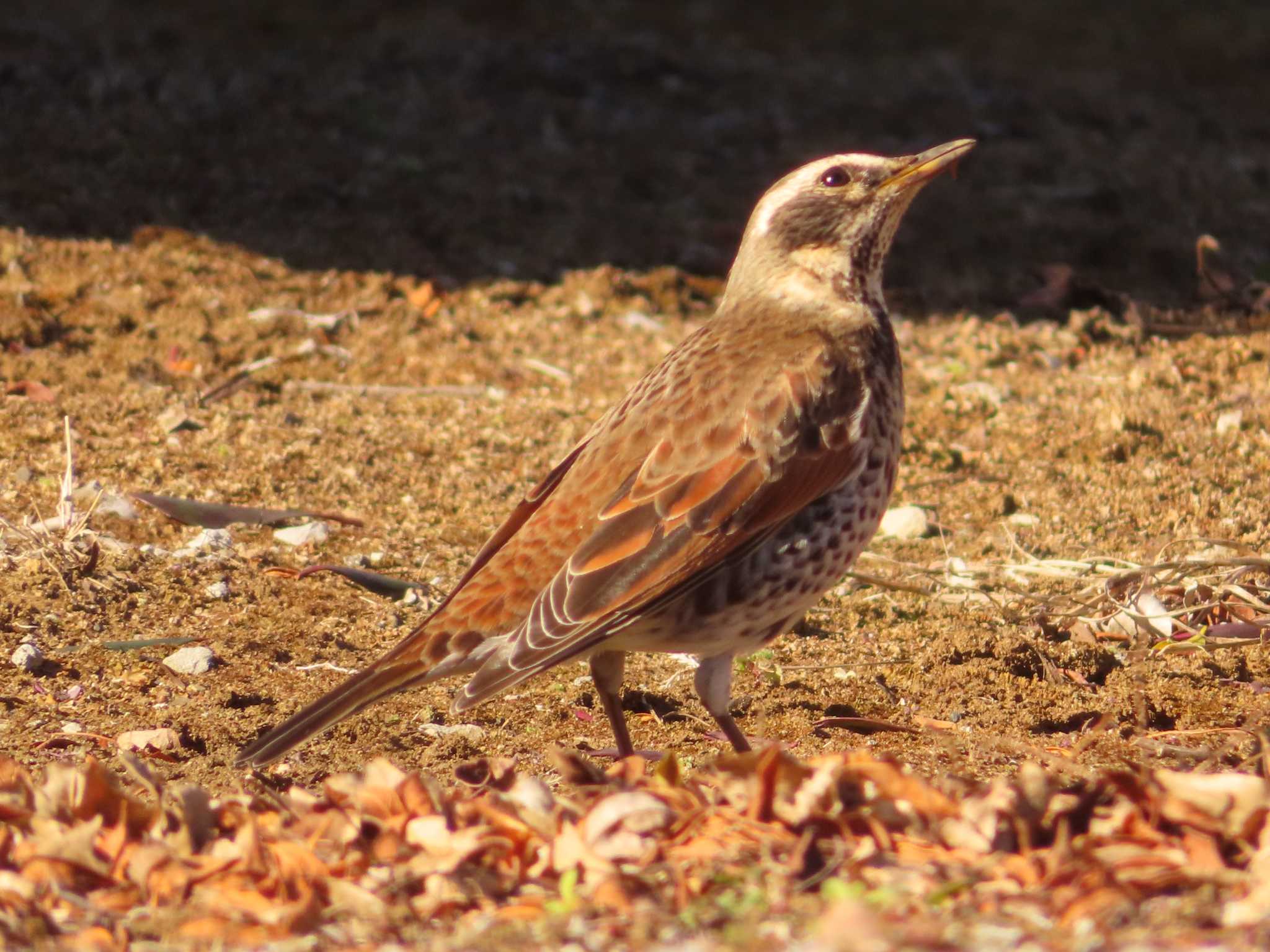 Dusky Thrush