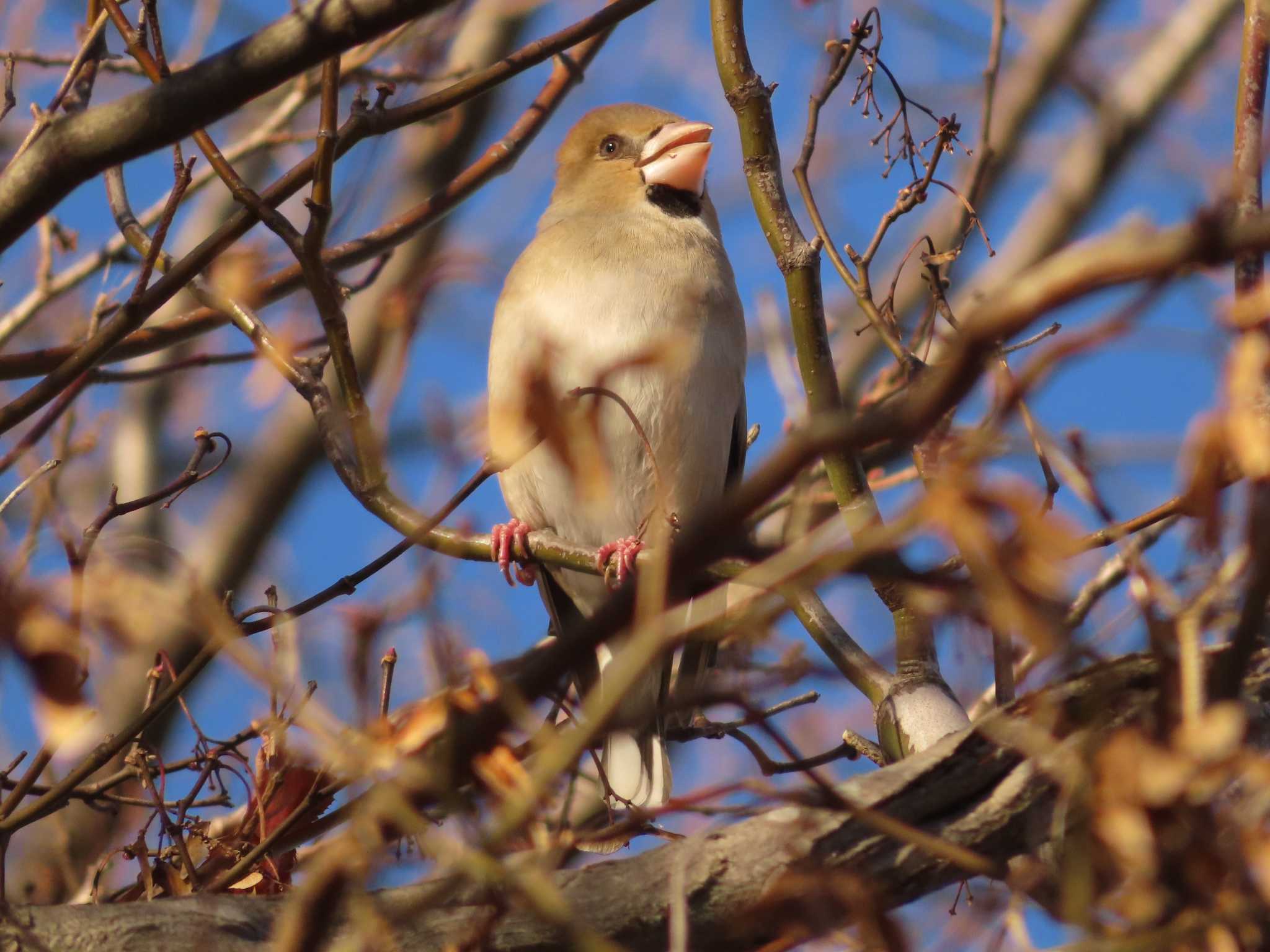 Photo of Hawfinch at 城沼 by ゆ