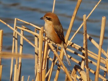 Bull-headed Shrike 城沼 Mon, 1/3/2022