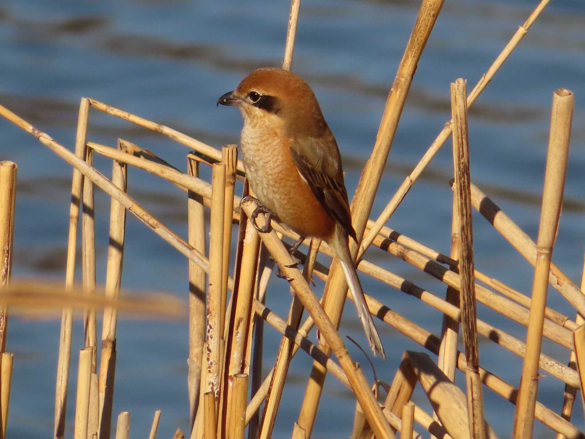 Bull-headed Shrike