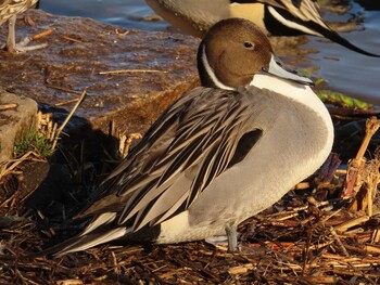 Northern Pintail 城沼 Mon, 1/3/2022