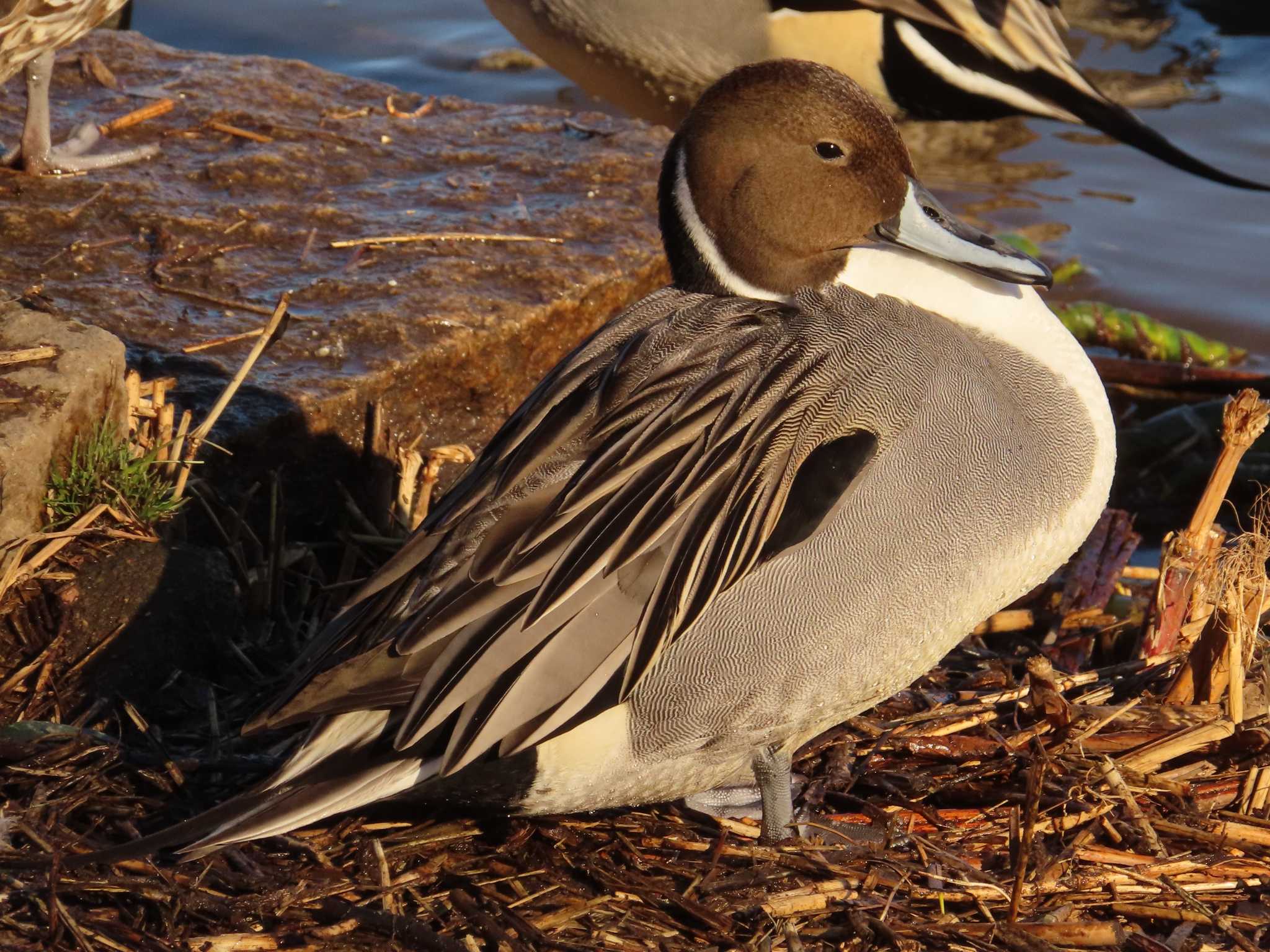 Photo of Northern Pintail at 城沼 by ゆ