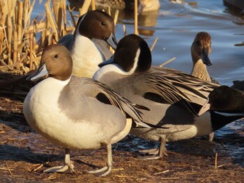 Northern Pintail 城沼 Mon, 1/3/2022