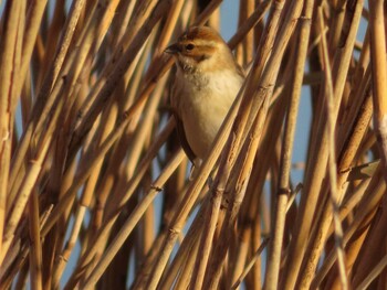 Common Reed Bunting 城沼 Mon, 1/3/2022