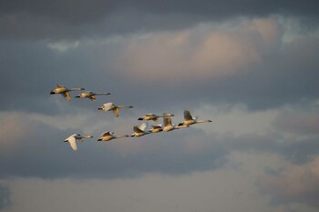 Tundra Swan 潟ノ内(島根県松江市) Mon, 1/3/2022