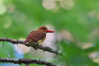 アカショウビン 青森県 2017年6月18日(日)