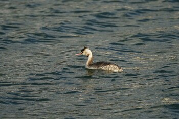 2022年1月3日(月) 恵曇漁港の野鳥観察記録