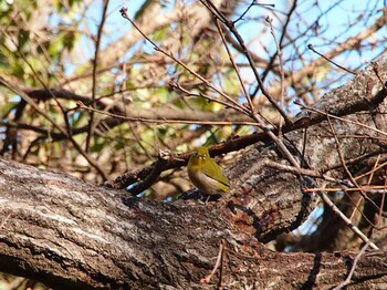 Warbling White-eye 源氏山公園(鎌倉市) Fri, 12/31/2021