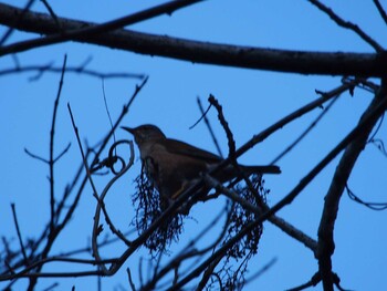 Brown-headed Thrush Hayatogawa Forest Road Mon, 1/3/2022