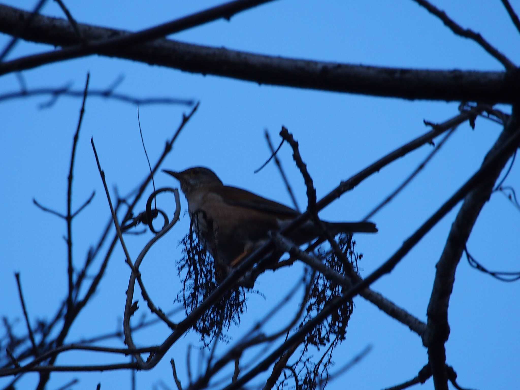 Photo of Brown-headed Thrush at Hayatogawa Forest Road by 塩昆布長