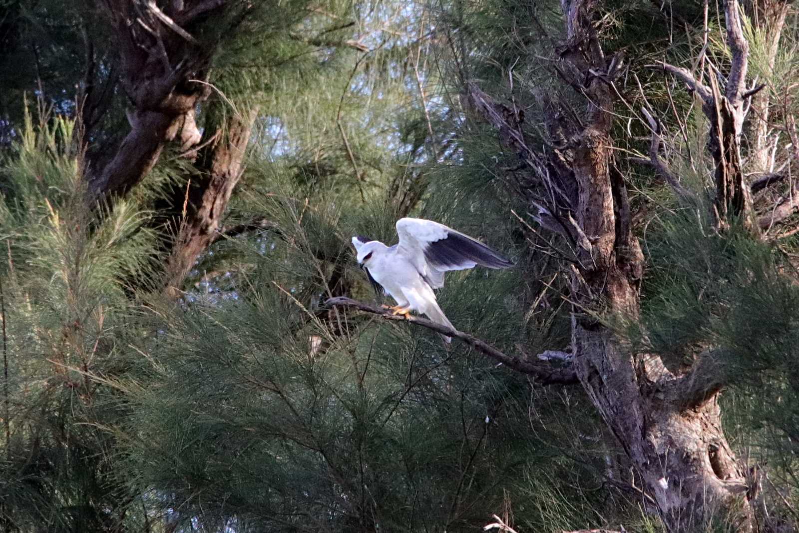 Black-winged Kite