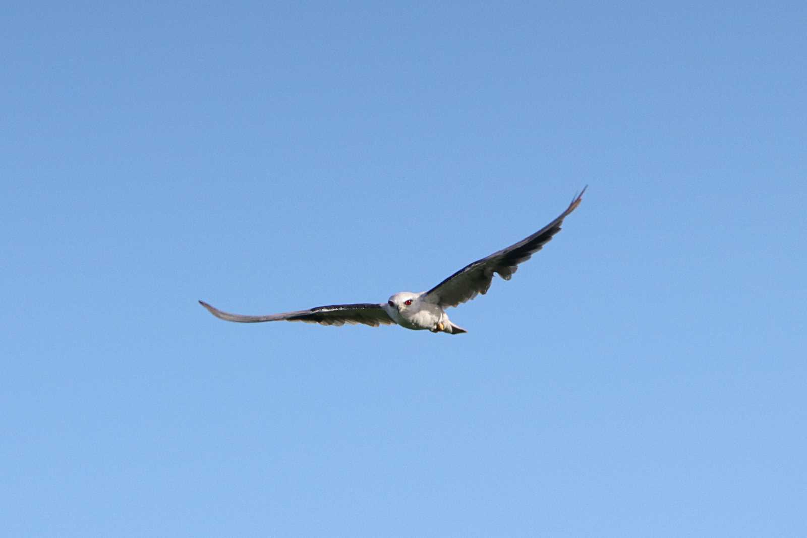 Black-winged Kite