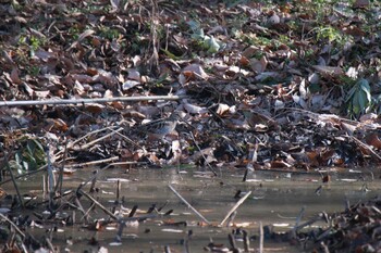 タシギ 北本自然観察公園 2022年1月3日(月)