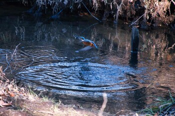 カワセミ 北本自然観察公園 2022年1月3日(月)