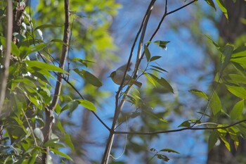 メジロ 北本自然観察公園 2022年1月3日(月)