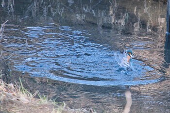 カワセミ 北本自然観察公園 2022年1月3日(月)