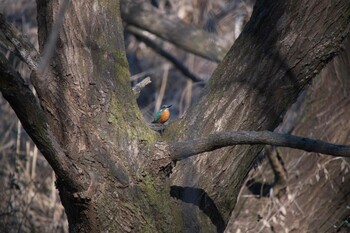 カワセミ 北本自然観察公園 2022年1月3日(月)