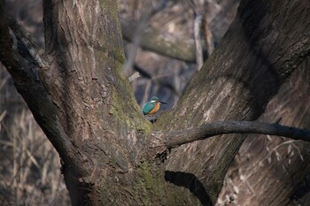 カワセミ 北本自然観察公園 2022年1月3日(月)