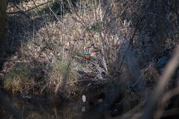 カワセミ 北本自然観察公園 2022年1月3日(月)