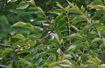 Ashy Minivet Unknown Spots Thu, 6/29/2017