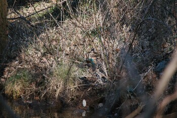 カワセミ 北本自然観察公園 2022年1月3日(月)