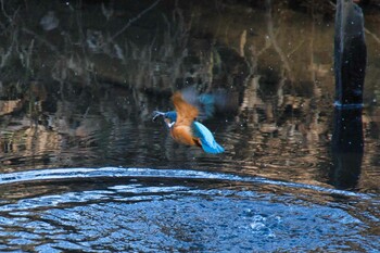 カワセミ 北本自然観察公園 2022年1月3日(月)