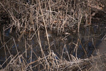 クイナ 北本自然観察公園 2022年1月3日(月)