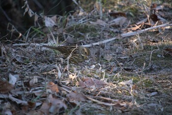 アオジ 北本自然観察公園 2022年1月3日(月)