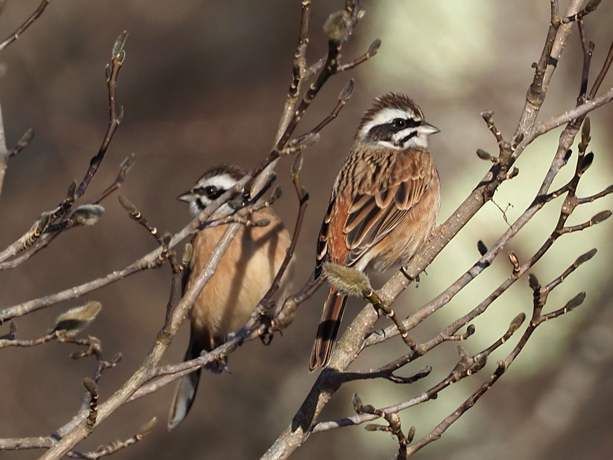 Meadow Bunting