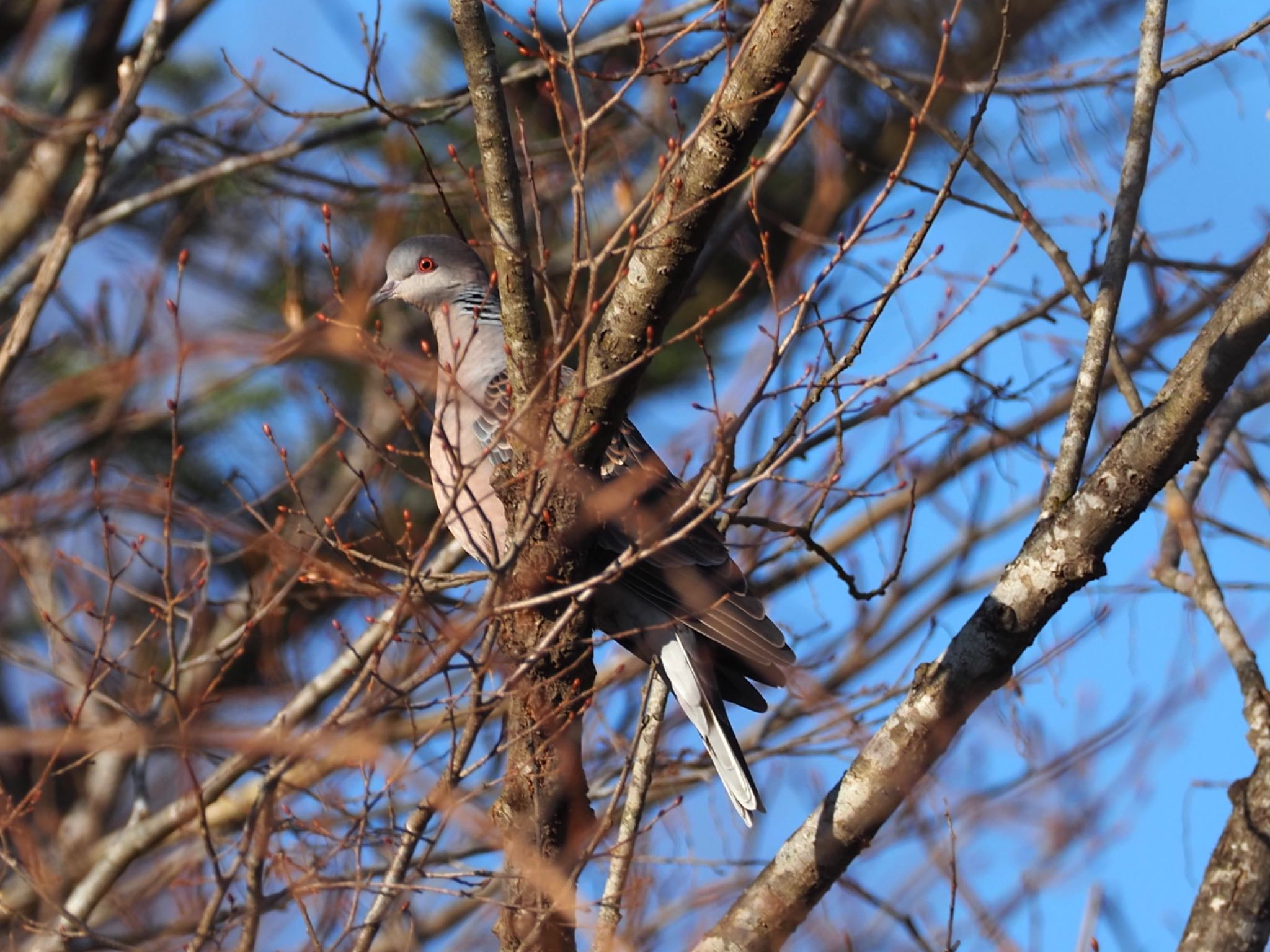 Oriental Turtle Dove