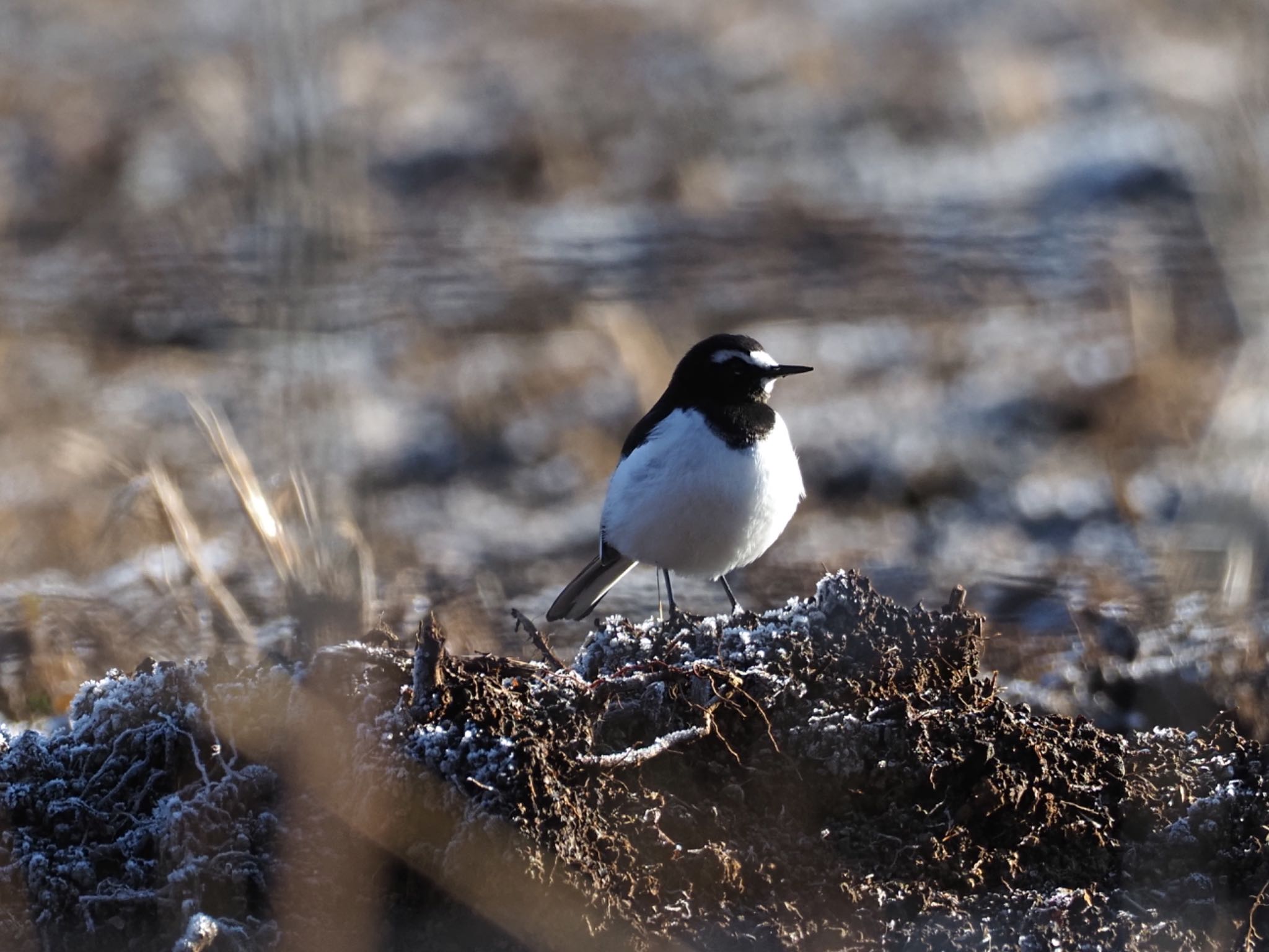 Japanese Wagtail