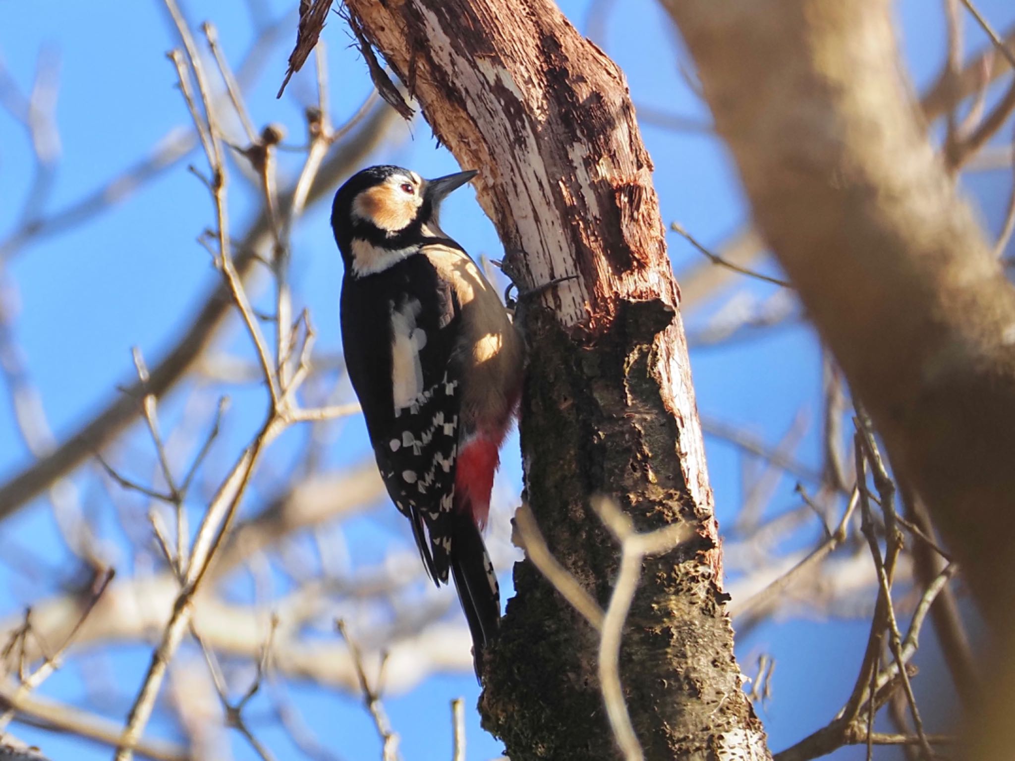 Great Spotted Woodpecker