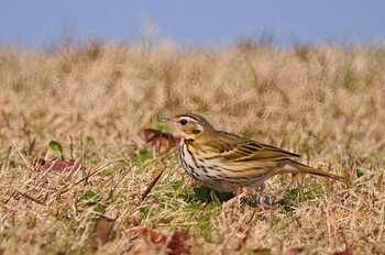 Olive-backed Pipit 馬見丘陵公園 Mon, 1/3/2022