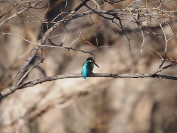 Common Kingfisher Mizumoto Park Mon, 1/3/2022