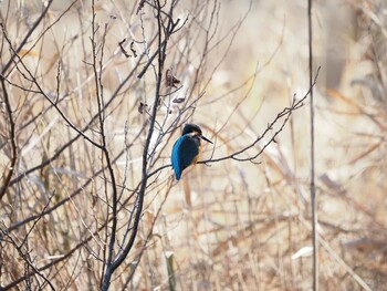 カワセミ 水元公園 2022年1月3日(月)