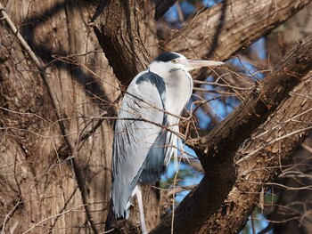 Grey Heron Mizumoto Park Mon, 1/3/2022