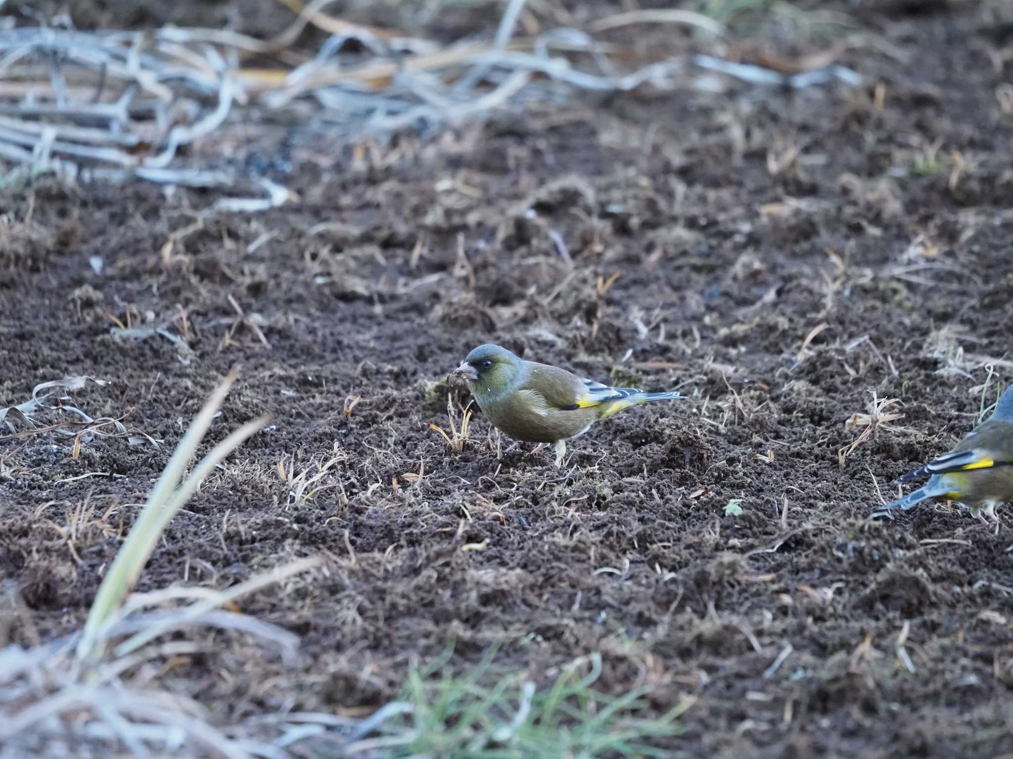 カワラヒワ