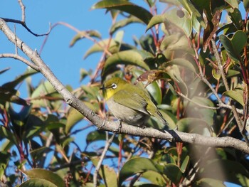 Warbling White-eye Mizumoto Park Mon, 1/3/2022