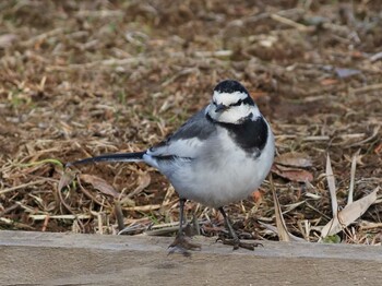 ハクセキレイ 水元公園 2022年1月3日(月)